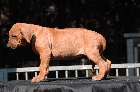 Klicken, um das Bild zu vergrern